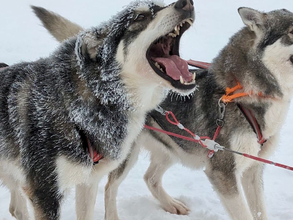 Huskies groepsreis Zweden